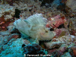 White Frogfish or Scorpionfish ? by Hansruedi Wuersten 